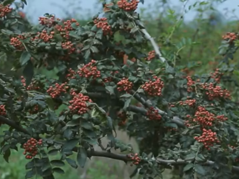 花椒采摘后的管理技術(shù)要點(diǎn)