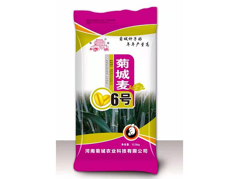 菊城麥6號